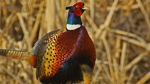 How pheasant hunting can save rural Iowa, farming and the environment