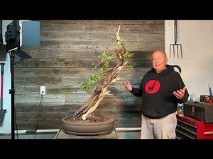 Urban Yamadori: Eastern White Cedar from hedge to bonsai in just over one year.