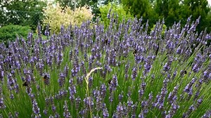 Bumblebees, Flowers, Lavender. Free Stock Video