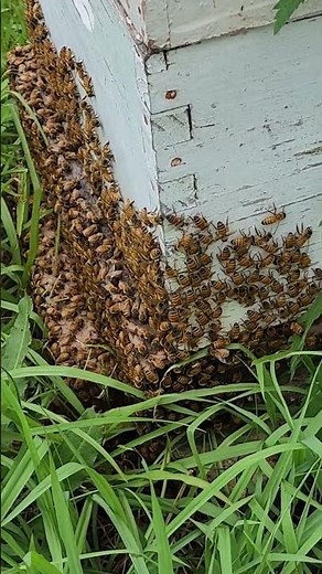 Bees cooling the hive on a hot day.