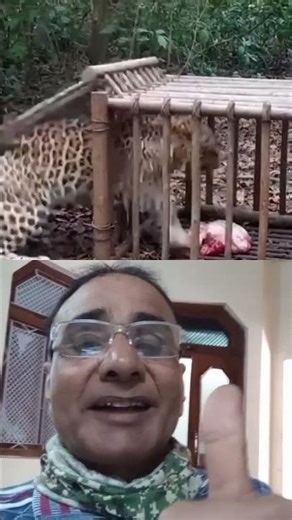 # large # leopard #catch # method # cage piece of #meat