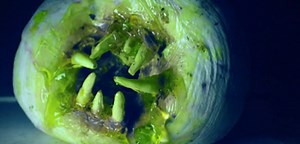 Official Trailer for Wacky Horror Comedy 'Attack of the Killer Donuts' | FirstShowing.net