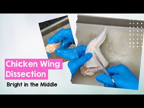 Chicken Wing Dissection
