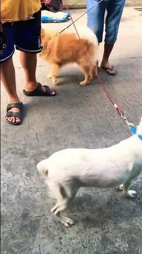 Japanese Spitz vs Pomeranian Dog😍❤️#shorts #animals #pets #dog #japanesespitz