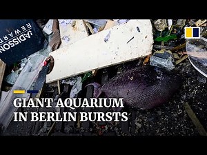 ‘Just chaos’: Aquarium in Berlin bursts, releasing huge volume of water
