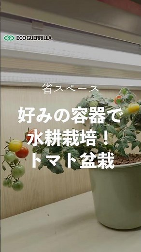【水耕栽培ミニトマト】おしゃれに楽しむ水耕栽培！お好きな容器でミニトマトが栽培できます！