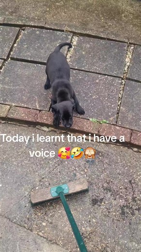 The sweeping brush made me realise I have a voice, my mum says I am very loud for a small puppy 🐶 🤣 #dogsoftiktok #dog #fyp #barking #bluey #furbaby #funny
