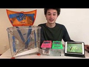 How To Raise Butterflies In Your Own Home