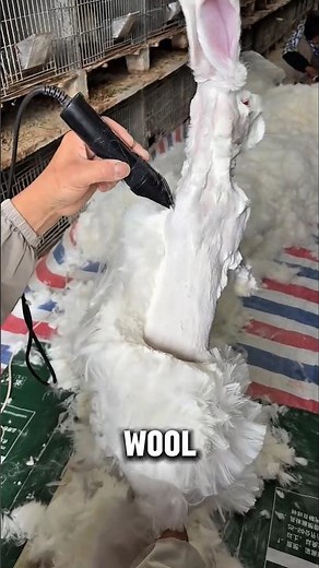The Secret Behind Soft Angora Clothing 🐇