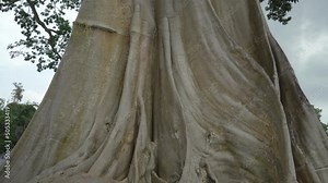 Bayan Banyan Ancient Giant Tree - The Oldest and Biggest Trees in Bali Stock Video