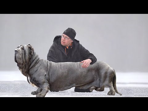 These Are The 10 True Dwarf Dog Breeds