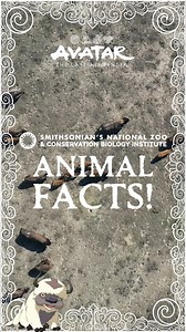 Sky bison and bison UNITE! Appa is taking you on an Airbending adventure to meet some real-life bison in the Great Plains of Montana and some more bison friends at the Smithsonian’s National Zoo and Conservation Biology Institute. Join your favorite Avatar: The Last Airbender animal companions as they soar through fun facts and footage from the Smithsonian’s National Zoo and Conservation Biology Institute | Avatar: The Last Airbender