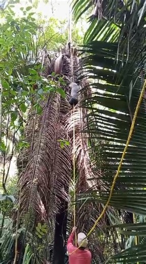 Shortcuts coming down from Cohune Palm Trees, talented employees👏🙏 | Southern Belize Cacao Corp.