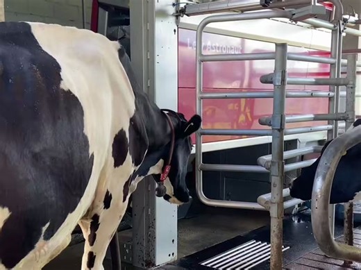 自动化挤奶，拒绝剥削