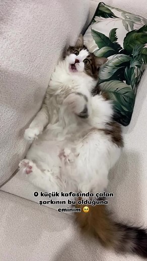 Kediler Hakkında Komik Videolar