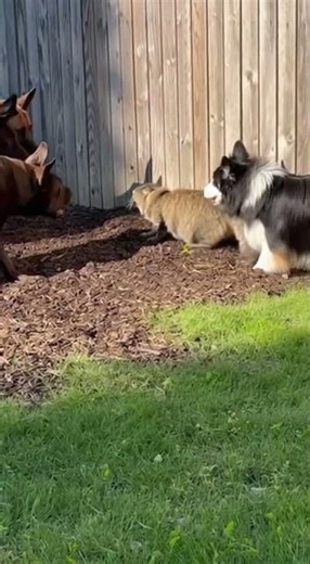 One Brave Cat Faces Off Against 3 Dogs - Intense Confrontation! #wildlife #predatorvsprey