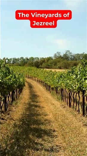 The Vineyards of Jezreel