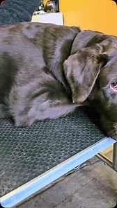 Ganzheitliche Behandlung, Beratung, Tipps uvm. für Hunde - HANKENHOF - Carmen Hanken Schwerpunkt „Bewegungsmechanik“ Probleme im Bewegungsapparat, lahmen, Blockaden, Verspannungen, der Hund kann nicht gut aufstehen… Gangbeurteilung – Check Wirbelsäule, Gelenke, Pfoten/Zehen… und Körpercheck Ganzheitliche Behandlung der Ursachen und Auswirkungen/Symptome (Schonhaltungen, Faszien, Muskelverpannungen, Traumen u.a.) Wo erforderlich, Krallenpflege (schleifen) für die (Gesamt-) Gesundheit des Hundes F