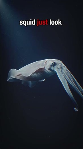 This Animal Looks Like an Alien #Magnapinna #Thalassophobia #OceanMysteries #ScaryNature #Shorts
