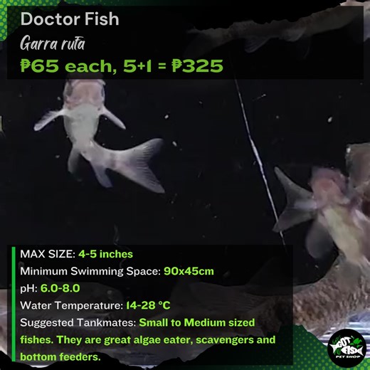 GARRA RUFFA / DOCTOR FISH | Got Fish | Facebook