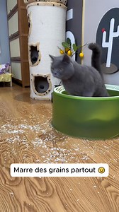 Transformez votre gestion de la litière avec PurraMat, une solution révolutionnaire pour maintenir la propreté de votre espace. Dites adieu aux grains de litière éparpillés partout dans votre domicile. Notre tapis capture efficacement les grains projetés lorsque votre chat utilise sa litière, éliminant le besoin de nettoyage fréquent avec un aspirateur. Innovant et facile à utiliser, notre tapis est doté d'un système de cellules profondes qui attrape et retient les déchets jusqu'à ce que vous dé