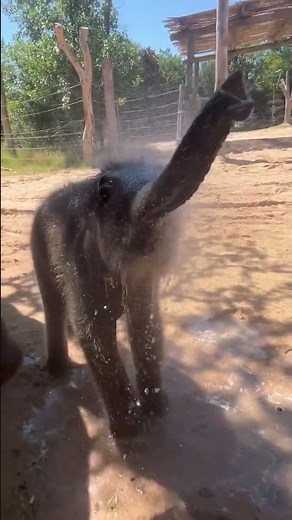 Baby elephant Sam Houston cools off on hot day at zoo #shorts