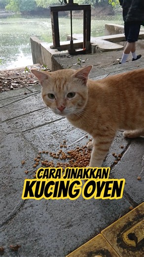 INILAH CARA PALING EFEKTIF JINAKKAN KUCING OYEN LIAR #cat #straycat #arrastory