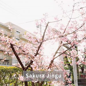 28 reactions | Did you know the Sakura-viewing season actually starts...