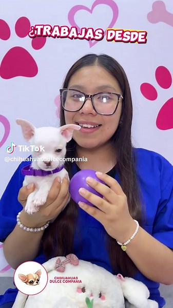 Chihuahua Mini Toy: El Compañero Perfecto en Lima