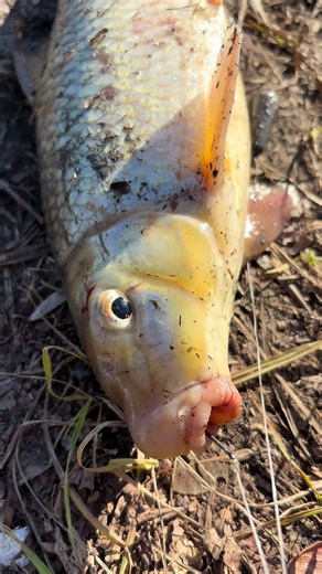 Fishing 🎣 trip 🍁🍁🍁🍁✅ #fishing #catfish #pike #walleye #trend