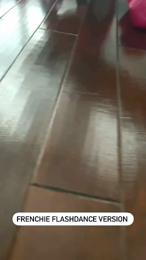 #flashdance #80smusic #frenchie #frenchbulldog #reels #reelsinstagram #reelsvideo #dancereels #workoutmotivation #danceworkout #bulldogfrances #bulldogdivas #amazonfinds #frenchiefashion #amazonpets | Bulldog Divas