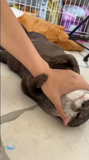 Otter is Sleepy and Cuddle with Human #shorts