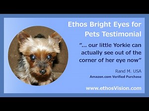 NAC Carnosine Eye Drops for Dog Cataracts Review Video