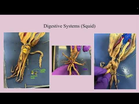 Rat Dissection Post Lab