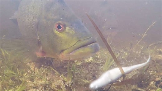 This is what exotic fish breeding looks like underwater