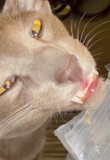 Captivating Sounds of a Dobby Cat