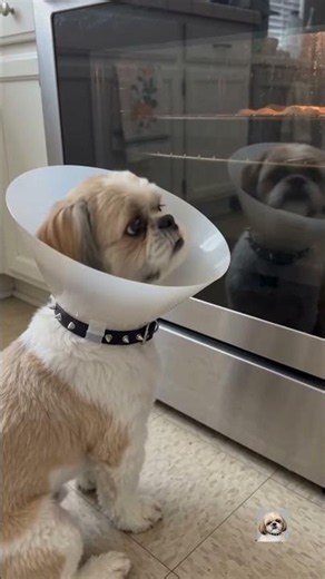 He Doesn't Recognize Himself In The Cone #shihtzu #funnydog #dogsbeingdramatic #dog