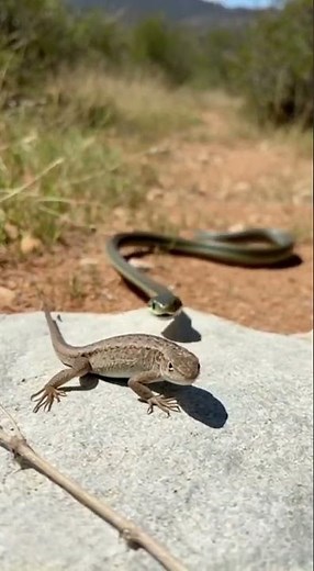 Lizard Outsmarts Snake with a Bold Ride-and-Run Move 🦎🐍 | Funny Wildlife Moments #shorts
