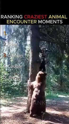 Ranking Craziest Animal Encounter Moments