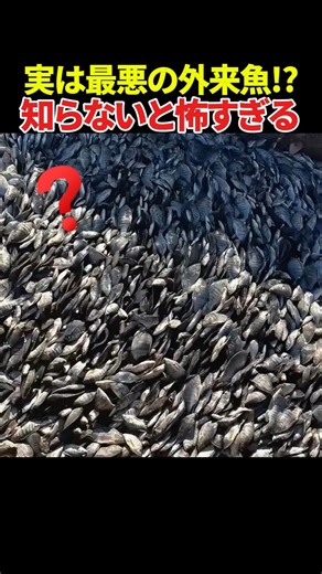 実は最悪の外来魚!?