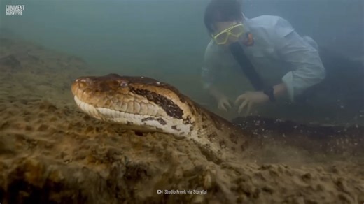 Comment un serpent de 9 mètres transforme la rivière en piège mortel