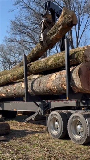 Loading Huge Red Oak Logs