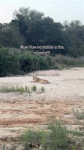 How many lion cubs did you spot? Count the cubs in this safari moment