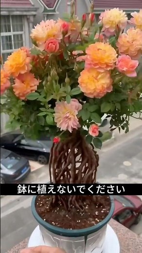 Don't Plant Roses the Ordinary Way! Create Beautiful Exposed-Root Roses Using Plastic Bottles