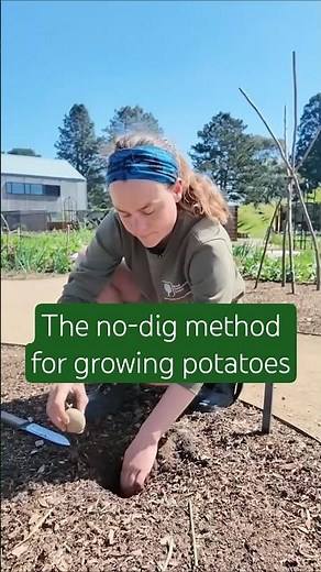 How to grow your own potatoes with the no-dig method 🍠