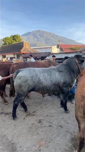 Belgian blu gunung lawu