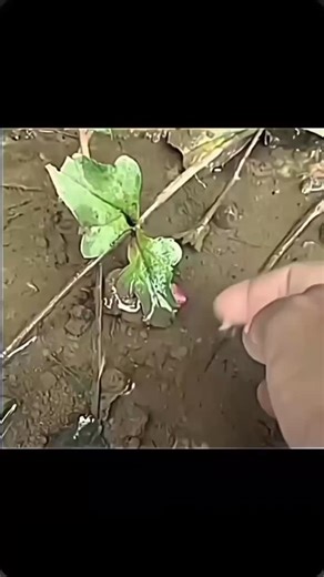 zicco on Instagram: "🚀💀 Japan uses piezoelectric tiles in busy public areas like Shibuya Station to convert footsteps into electricity. This technology uses the mechanical pressure of footsteps to generate a small electric charge, which is then collected and stored to power small-scale applications like LED lighting and digital screens. While each step produces a small amount of power, the collective energy from millions of steps can help power infrastructure and reduce reliance on traditional