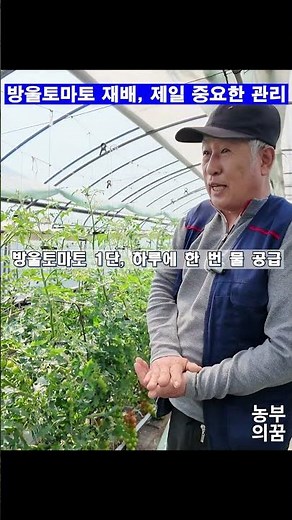 Cherry Tomato Cultivation Techniques You Must Know If You Grow Cherry Tomatoes