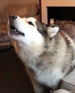 A big ole heckin' howl 😅🐶 | UNILAD