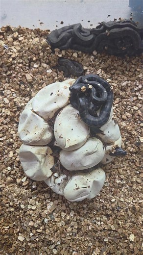 Freshly hatched Coastal Carpet Pythons.... Waiting on their siblings to hatch so they can go meet the wild for the very first time.... Their mothers nest was disturbed due to relocation so we artificially incubated the eggs... #reptilerehabilitation #tweedvalleywildlifecarers #reptilerescue